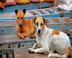 Aesthetic Street Dogs Paint By Numbers