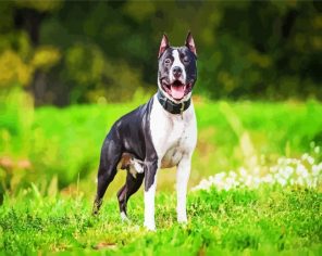 American Staffy Paint By Numbers