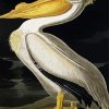 White Pelican Paint By Numbers