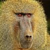 Baboon Monkey Paint By Numbers