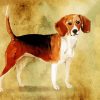 Beagle Puppy Paint By Numbers