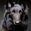 Belgian Tervuren Paint By Numbers