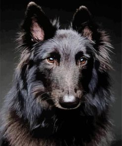 Belgian Tervuren Paint By Numbers