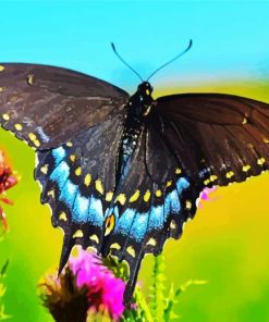 Black Butterfly Paint By Numbers