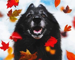 Black Tervuren Paint By Numbers