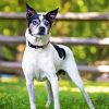 Rat terrier Puppy Paint By Numbers