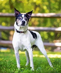 Rat terrier Puppy Paint By Numbers