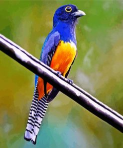 Blue Trogon Paint By Numbers