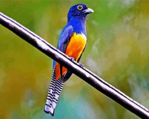 Blue Trogon Paint By Numbers