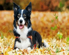 Black And White Puppy Paint By Numbers