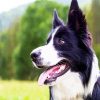 Border Collie Paint By Numbers