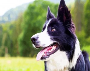 Border Collie Paint By Numbers