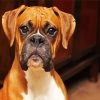 Boxer Dog Paint By Numbers