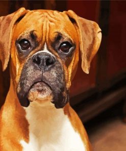 Boxer Dog Paint By Numbers