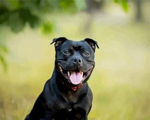 Staffy puppy Paint By Numbers