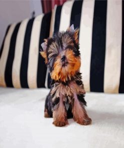 terrier Puppy Paint By Numbers