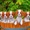 King Charles Puppies Paint By Numbers