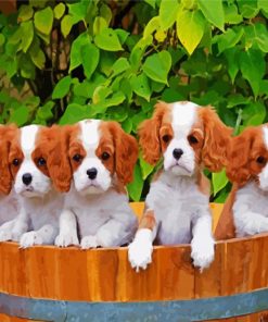 King Charles Puppies Paint By Numbers