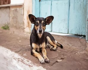 Street Puppy Paint By Numbers