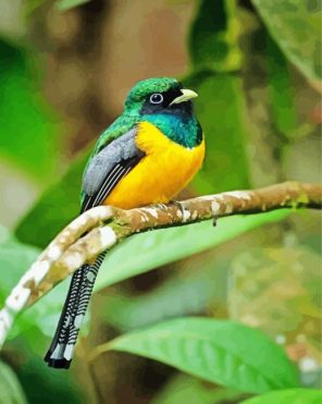 Colored Trogon Paint By Numbers