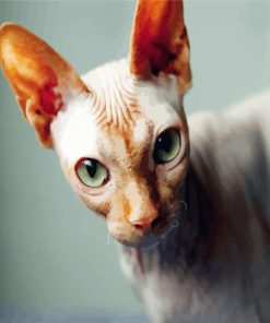 Sphynx Cat Paint By Numbers