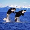 Orcas Animal Paint By Numbers