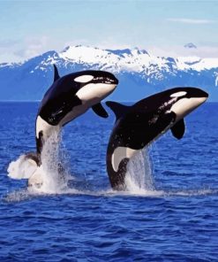 Orcas Animal Paint By Numbers