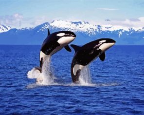 Orcas Animal Paint By Numbers