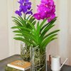 Vanda flowers Paint By Numbers