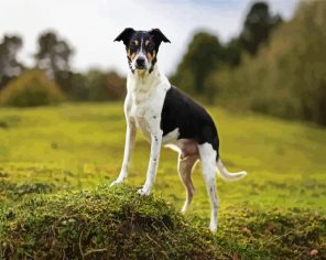 Puppy Terrier Paint By Numbers