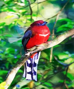 Red Trogon Paint By Numbers