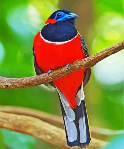 Trogon Bird Paint By Numbers