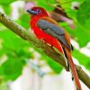 Red Trogon Bird Paint By Numbers