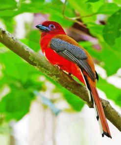 Red Trogon Bird Paint By Numbers