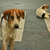 Lovely Street Dog Paint By Numbers