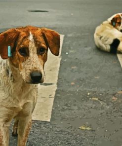 Lovely Street Dog Paint By Numbers