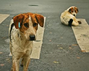 Lovely Street Dog Paint By Numbers