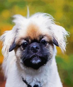 Tibetan spaniel Paint By Numbers