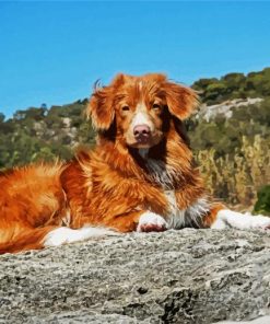 Toller Puppy Paint By Numbers