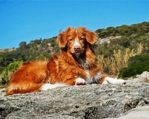 Toller Puppy Paint By Numbers