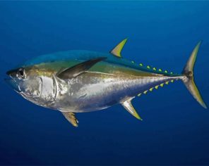 Tuna Fish Paint By Numbers