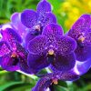 Purple Vanda Paint By Numbers