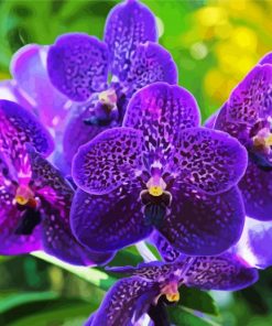 Purple Vanda Paint By Numbers