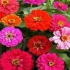 Zinnias Blossom Paint By Numbers