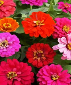 Zinnias Blossom Paint By Numbers