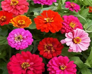 Zinnias Blossom Paint By Numbers