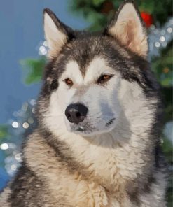 Alaskan Malamute Paint By Numbers