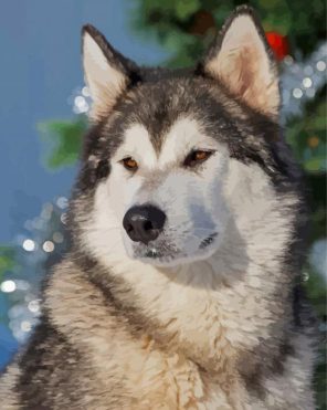 Alaskan Malamute Paint By Numbers