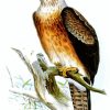 Artistic Eagle Paint By Numbers