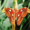 Atlas Moth Caterpillar Paint By Numbers